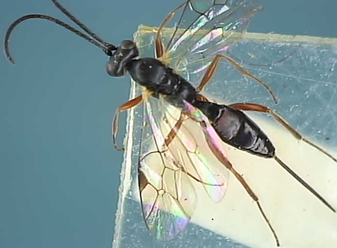 Ichneumonidae 7
